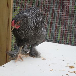 Featured birds:
Chickens: Zoey