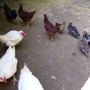 half of the flock together<3