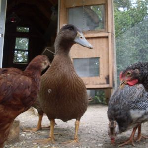 Featured birds:

Guineas: Spaz

Ducks: Sam

Chickens: Punch, Zoey