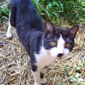 the new feral barn cat, Belle. c: She's actually pretty scared of the chickens.