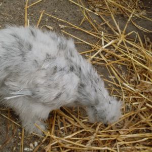 Featured birds:
Chickens: Mo