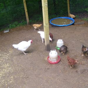 the flock ;o