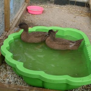Featured birds:
Ducks: Sam and Dean
