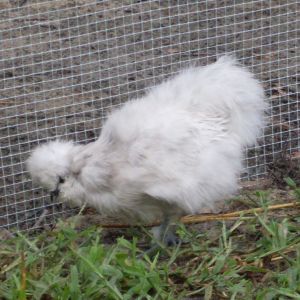 Featured birds:
Chickens: Mags