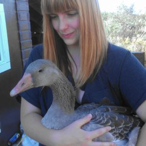 Such a sweet goose <3 Jeremy knows that being held means lots of extra treats ;)