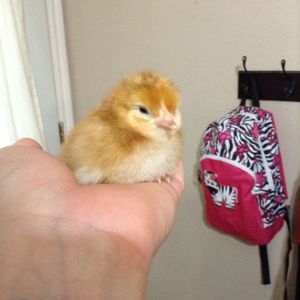 Day old Rhode Island Red