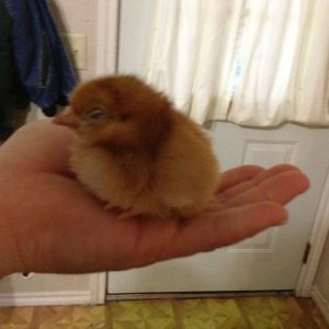 Day old Rhode Island Red.
