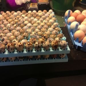 incubation time