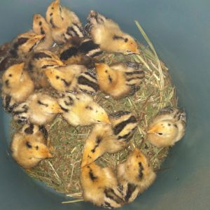 week old redcap chicks from Sandhill Preservation