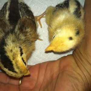 Sandhill redcap chicks, week old. notice two types - dark and light