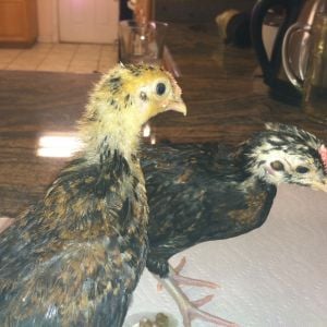 month old Sandhill redcap chicks - light and dark