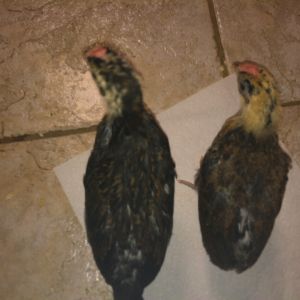 month old Sandhill redcap chicks