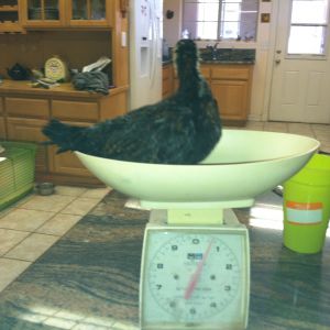 dark redcap weighing about 10 oz at one month age