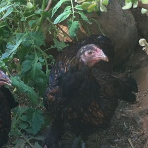 4 month old Mcmurray redcaps