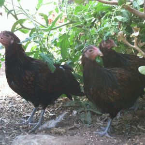 4 month old McMurray redcaps