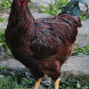 Buckeye Cockerel - 18 weeks