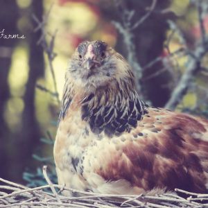 Groucho - Easter Egger Cockerel - 11 weeks