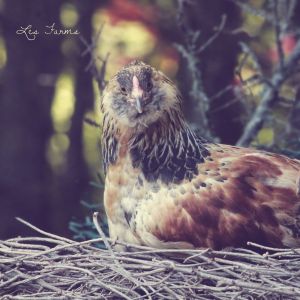 Groucho - Easter Egger Cockerel - 11 weeks