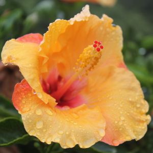 Hibiscus