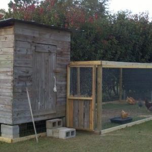 THIS IS MY CHICKEN HOUSE/YARD
LOVE MY BABIES