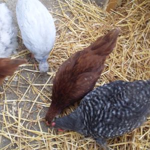 Murphy, Punch, Mo, Violet, Zoey