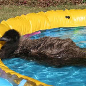 Poor emu thinks he's a duck ;D