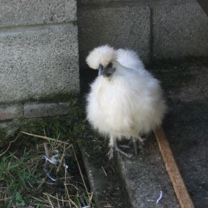 one of the first photos I took of Flossy after we recieved her last week :D