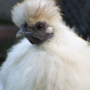 this is one of the many photos that we have of flossy, she is a lovely chicken, even if she moans whenever someone picks her up haha