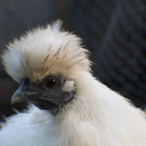 this is one of the many photos that we have of flossy, she is a lovely chicken, even if she moans whenever someone picks her up haha