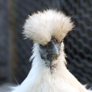 this is one of the many photos that we have of flossy, she is a lovely chicken, even if she moans whenever someone picks her up haha