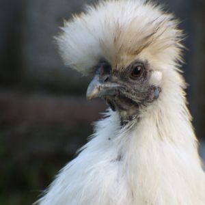 this is one of the many photos that we have of flossy, she is a lovely chicken, even if she moans whenever someone picks her up haha