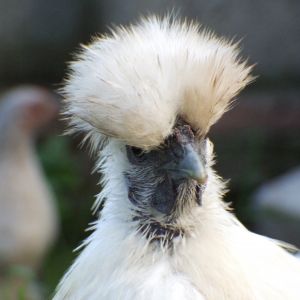 this is one of the many photos that we have of flossy, she is a lovely chicken, even if she moans whenever someone picks her up haha
