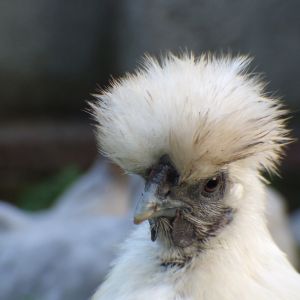 this is one of the many photos that we have of flossy, she is a lovely chicken, even if she moans whenever someone picks her up haha