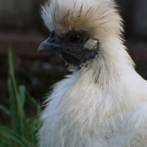 this is one of the many photos that we have of flossy, she is a lovely chicken, even if she moans whenever someone picks her up haha