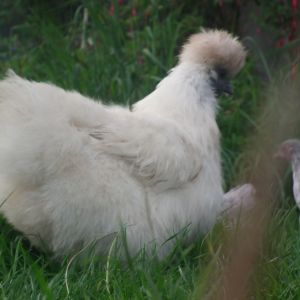this is one of the many photos that we have of flossy, she is a lovely chicken, even if she moans whenever someone picks her up haha