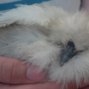 this is my baby, snowy, and I love her so much :3