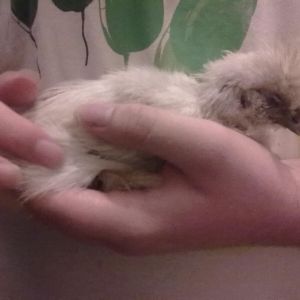 this is Snowy the first night we had her and she fell asleep in my arms she was so tired, and every day since when i have held her she has had a little snooze in my hands x3