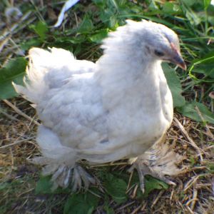 this is one of our lavenders fronting up to one of the other hens, perfect capture on my fathers part haha