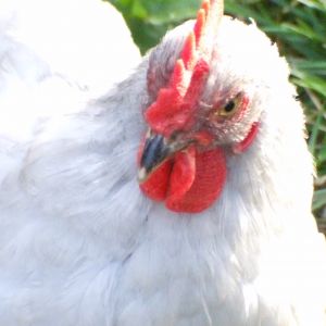 this is a picture of our lavender Cockerel, Al Capone, don't know what happened with the lighting :F
