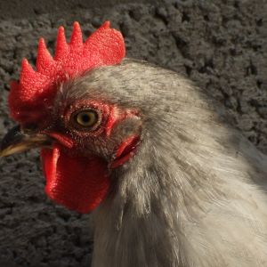 another shot of our lavender cockerel, Al Capone