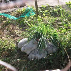 this was the first weak that we had the 5 lavenders and they all huddled up under a pile of grass that was growing in their small pen haha XD
