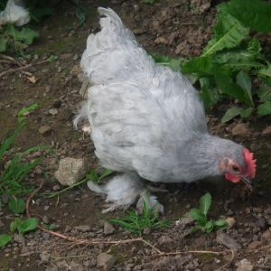 this is one of the bossiest hens that we have on the lavender side haha