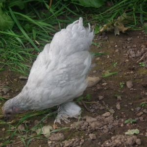 this is one of our youngest lavender hens.