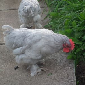 here we can see mister capone again, something in the beetroots seems to have caught his eyes haha XD