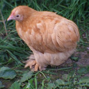 this is Biscuit, one of our Buff pekin bantums XD
