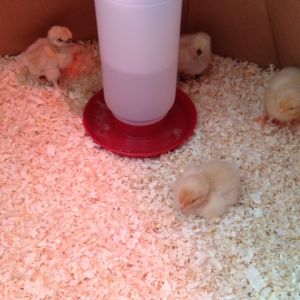 My Girls!! Day of arrival.  2 Buff Orpingtons and 2 Silkies.