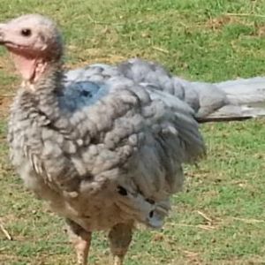 This is a 12 week old, Blue Slate Tom Turkey. I have 5 of these, 2 Toms and 3 hens. I originally had 6 but one tom was under one of my horses, cleaning up the grain she dropped and she accidentally stepped on him, breaking his leg. I was forced to put him down for that reason.  The hens average 18 lbs, the toms 23 lbs.