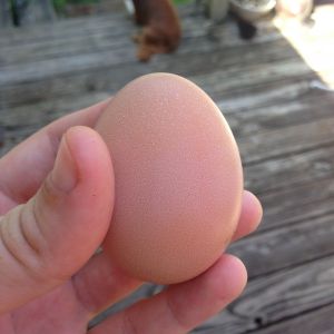 First Egg, Thank you Betty!