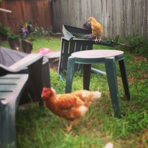 The chickens have taken over the lawn furniture