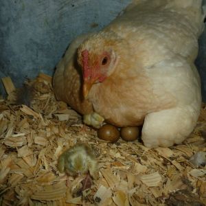 Button quails "Mama"